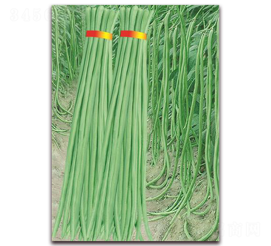 沃豇1號-豇豆種子-鼎優農業