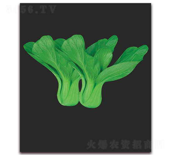 沃青26-葉菜種子-鼎優(yōu)農(nóng)業(yè)