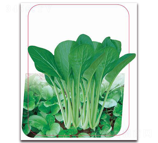 綠江南-葉菜種子-鼎優(yōu)農(nóng)業(yè)
