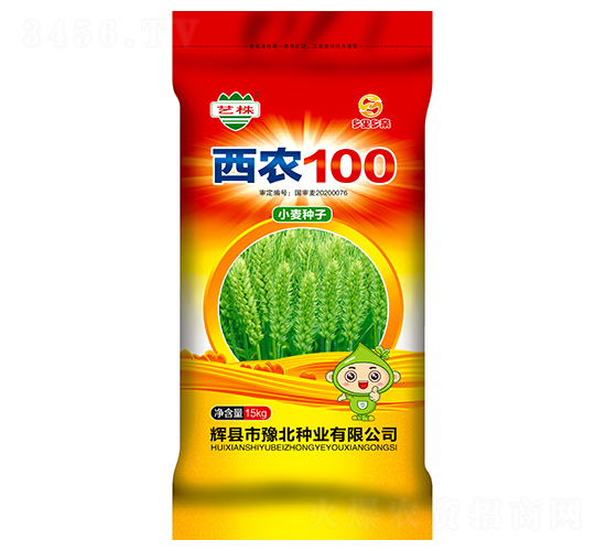 西農100-小麥種子-豫北種業