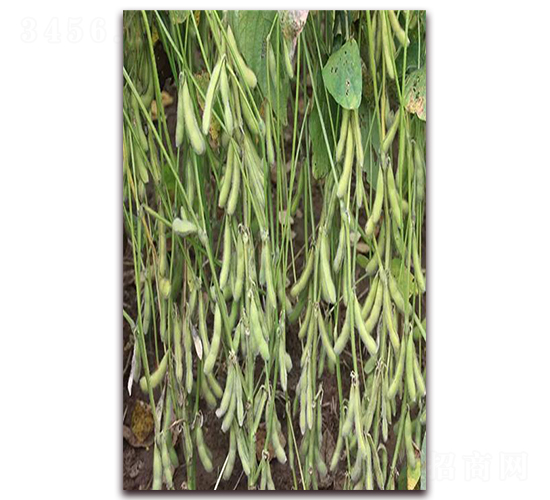菏豆12-大豆種子-科源種業