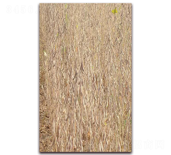 菏豆14-大豆種子-科源種業