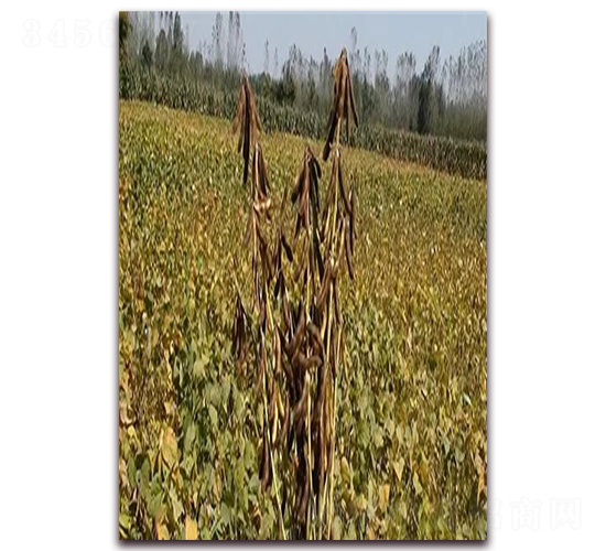 菏豆18-大豆種子-科源種業