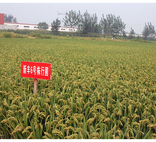 新豐6號(hào)-豐源種子