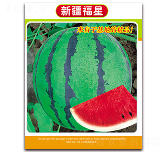 新疆福星-西瓜種子-科德信