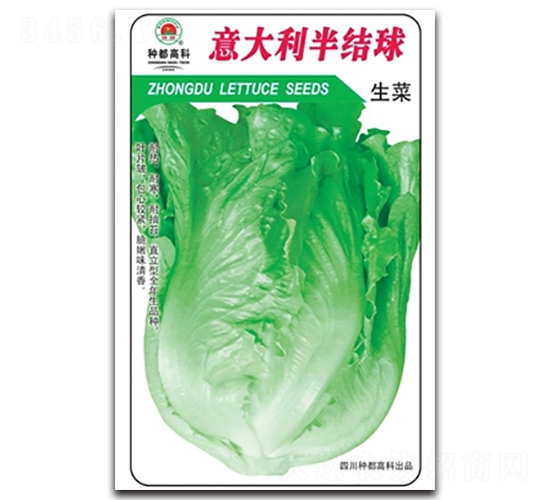 意大利半結球-生菜種子-高科種業