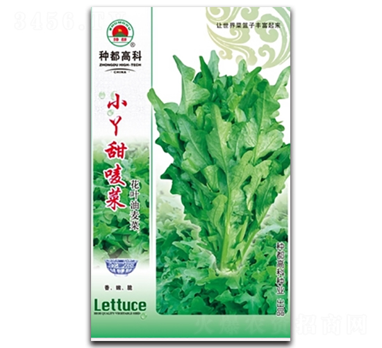 小丫甜麥菜-油麥菜種子-高科種業