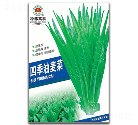 四季油麥菜-油麥菜種子-高科種業