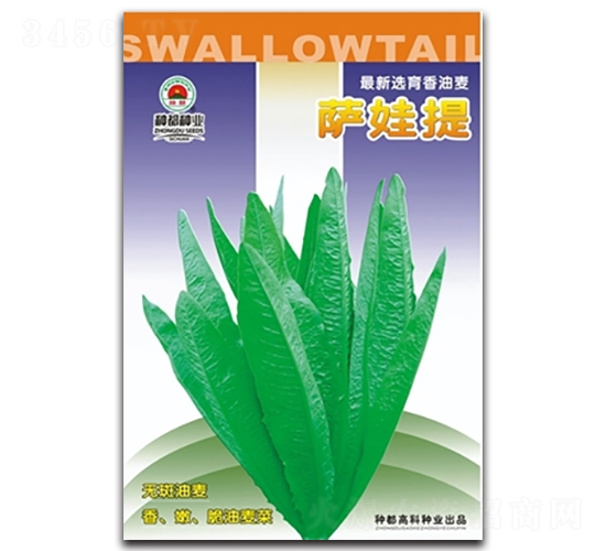 薩娃提-油麥菜種子-高科種業