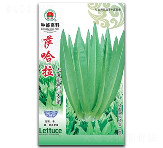 薩哈拉-油麥菜種子-高科種業