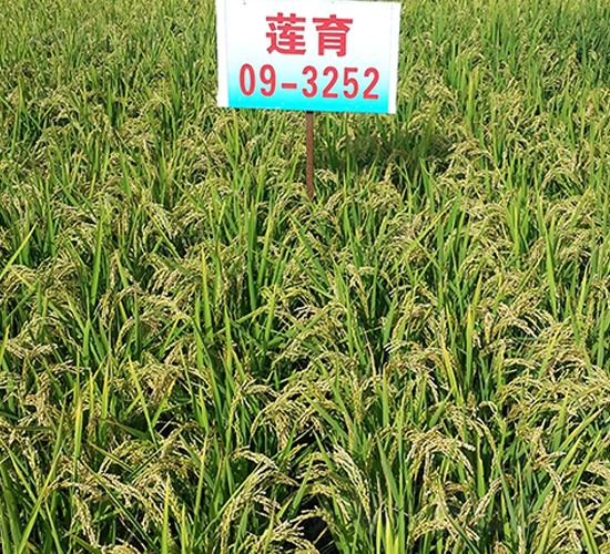 蓮育09-3252-水稻種子-蓮匯農業