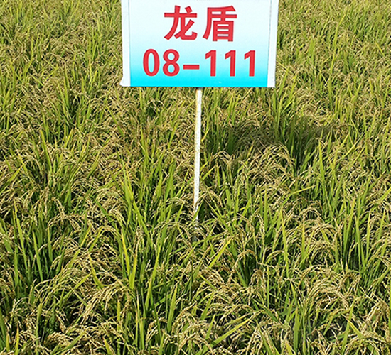 龍盾08-111-水稻種子-蓮匯農業