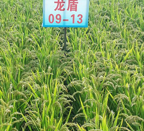 龍盾09-13-水稻種子-蓮匯農業(yè)
