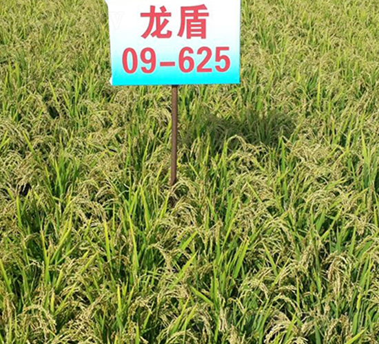 龍盾09-625-水稻種子-蓮匯農業