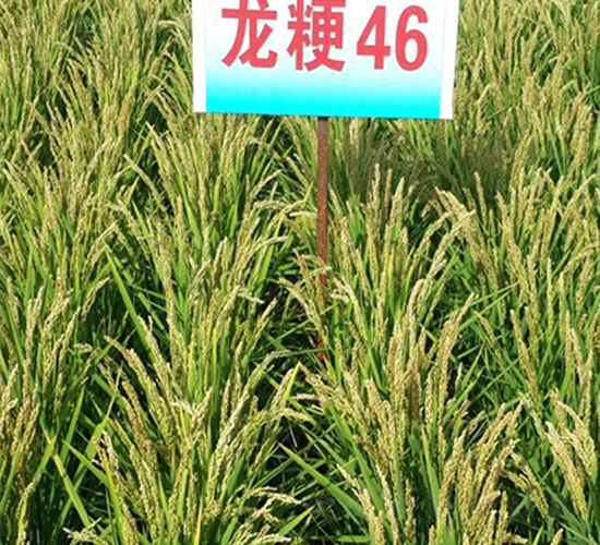 龍粳46-水稻種子-蓮匯農業