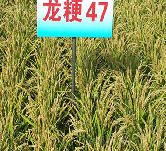 龍粳47-水稻種子-蓮匯農業