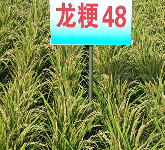 龍粳48-水稻種子-蓮匯農業