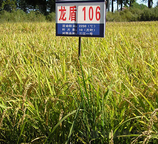 龍盾106-水稻種子-蓮匯農業
