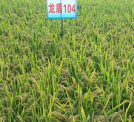 龍盾104-水稻種子-蓮匯農業