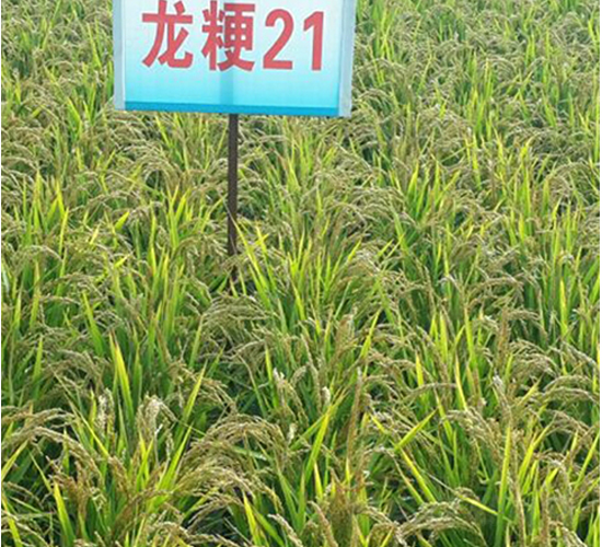 龍粳21-水稻種子-蓮匯農(nóng)業(yè)