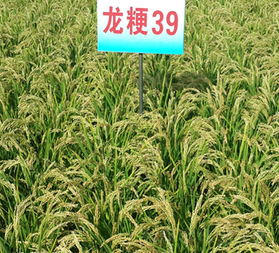龍粳39-水稻種子-蓮匯農業
