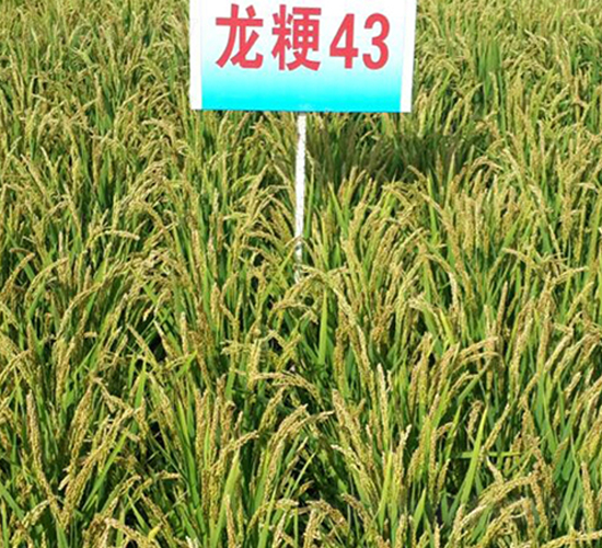 龍粳43-水稻種子-蓮匯農業