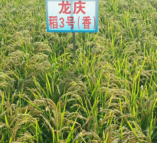 龍慶稻3號-水稻種子-蓮匯農業