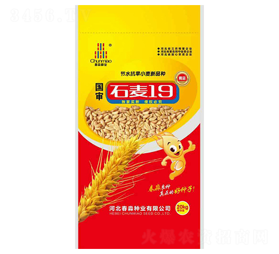 石麥19號-春淼種業