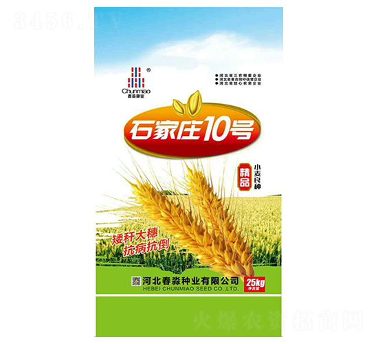 石家莊10號-春淼種業