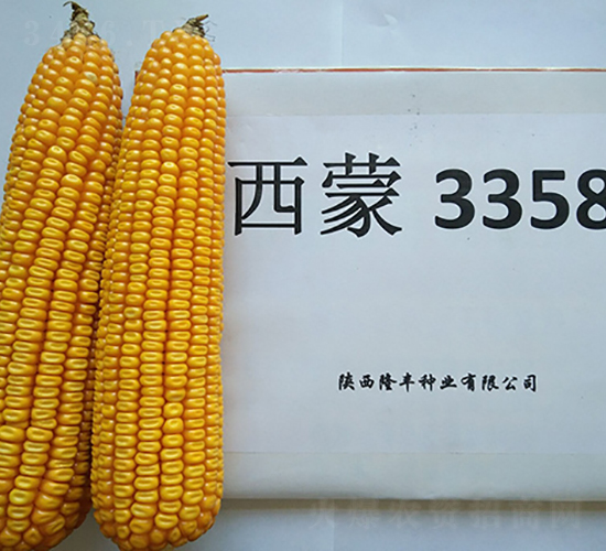 西蒙3358-隆豐種業