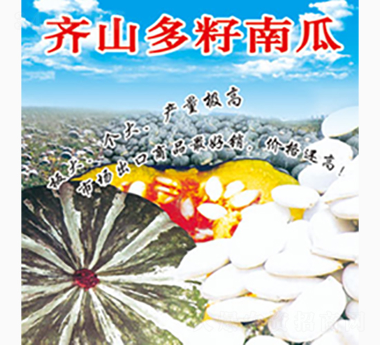 齊山多籽南瓜-齊山種業