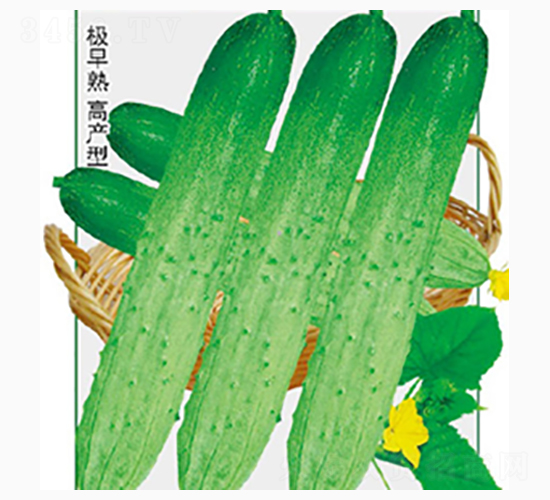 碧玉春-齊山種業
