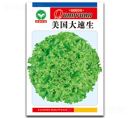 美國大速生-生菜種子-泉源