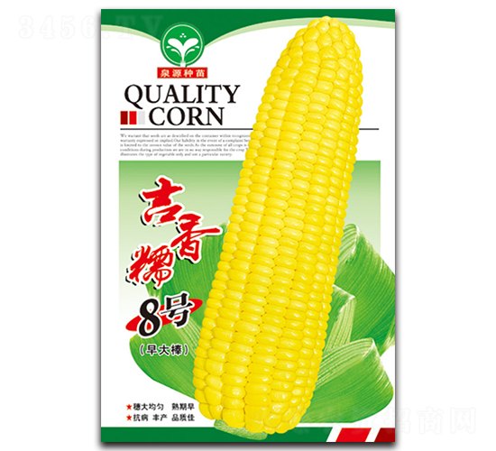 吉香糯8號-玉米種子-泉源