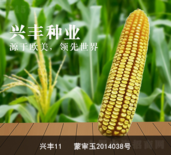 興豐11-興豐種業