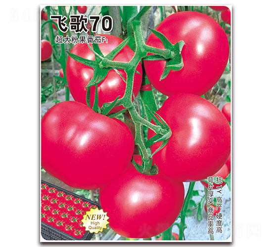 飛歌70-番茄種子-飛歌農業
