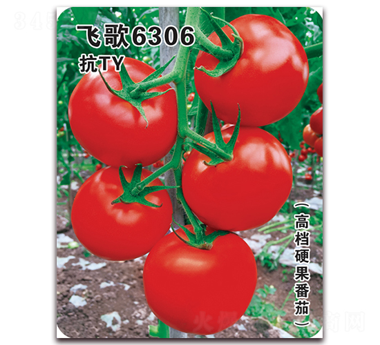 w6306-ѷN-wrI