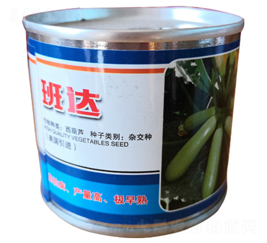 班達-西葫蘆種子-金馬開元