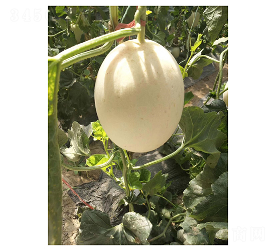 甜蜜脆梨-甜瓜種子-凌廣農業