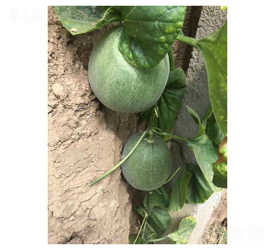 壽研綠色經典-甜瓜種子-凌廣農業