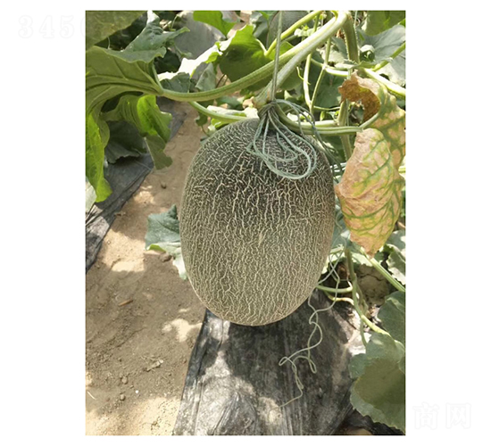 壽研M1M6-甜瓜種子-凌廣農(nóng)業(yè)