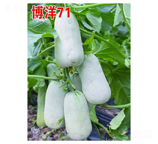 博洋71-甜瓜種子-凌廣農業