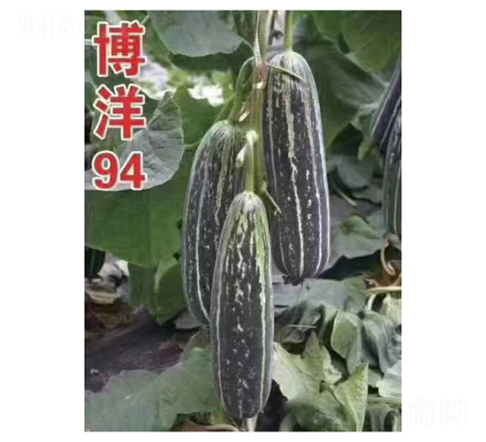 博洋94-甜瓜種子-凌廣農業