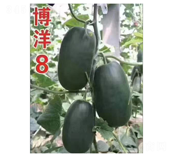 博洋8-甜瓜種子-凌廣農業