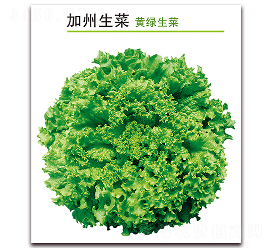 åŠ å·žç”Ÿèœ-ç”Ÿèœç¨®å­-å­šç‘žç¥º