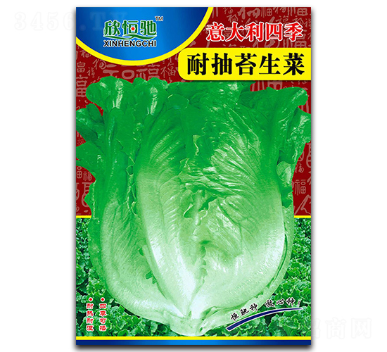 意大利四季耐抽苔-生菜種子-恒馳種業