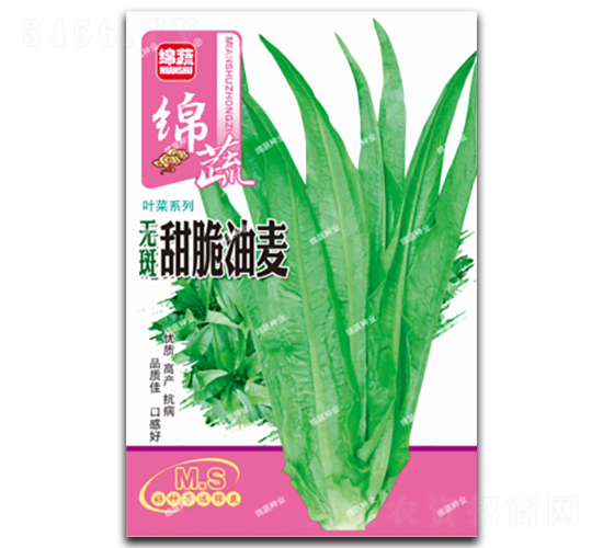 無斑甜脆油麥-油麥菜種子-綿蔬種業