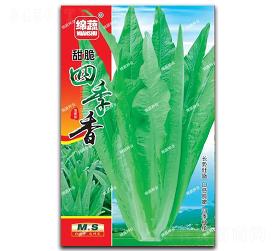 甜脆四季香-油麥菜種子-綿蔬種業