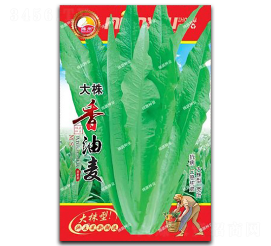 大株香油麥-油麥菜種子-綿蔬種業