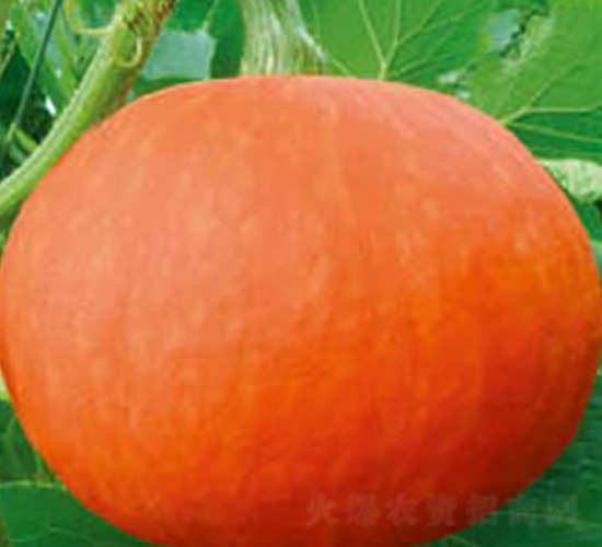 好特紅金-南瓜種子-好特園藝
